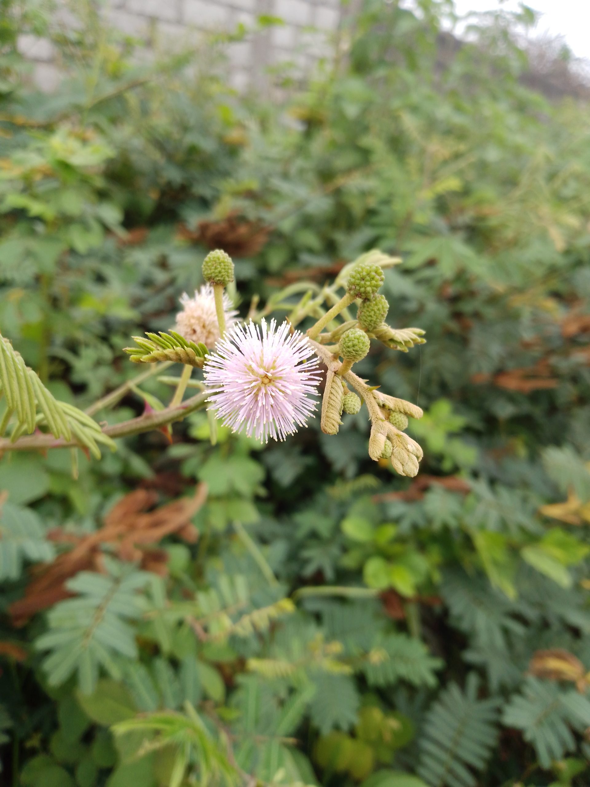 iTel P37 Pro main camera sample